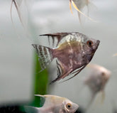 Blue Smoke Angel size 3.5”